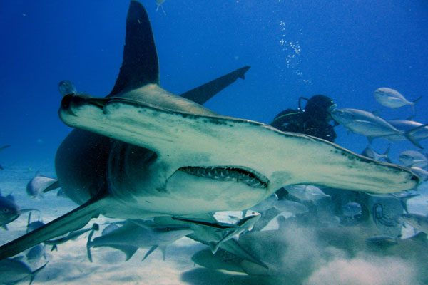 Tauchen Mit Tigerhaien Und Hammerhaien Auf Den Bahamas